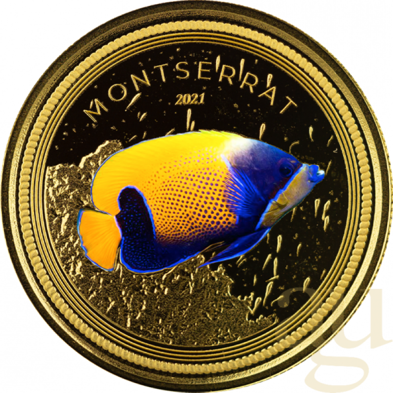 1 Unze Goldmünze EC8 Montserrat - Angelfish 2021 - coloriert